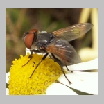 Phasia aurigera - Raupenfliege w01.jpg